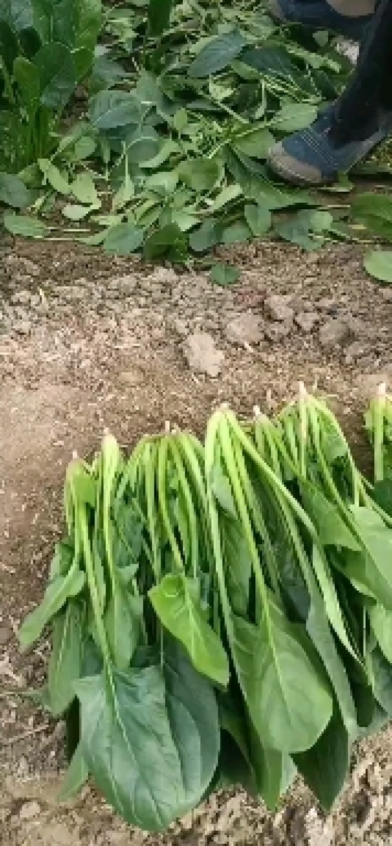 大量批发菠菜