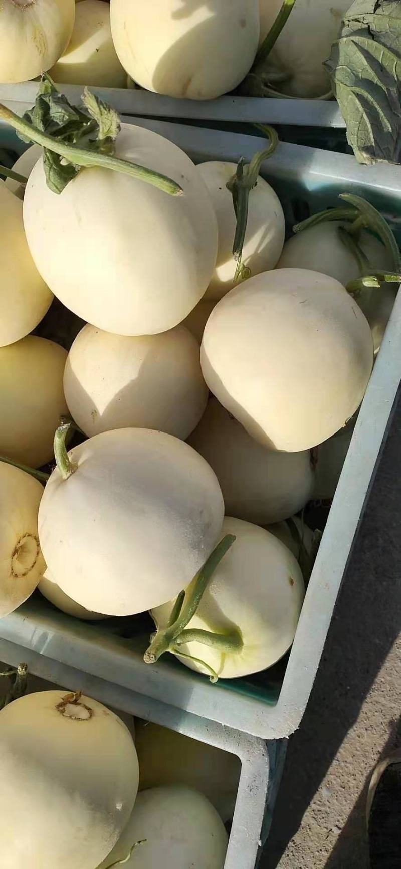 砀山精品甜瓜新鲜上市，货源充足，诚信经营，价格美丽