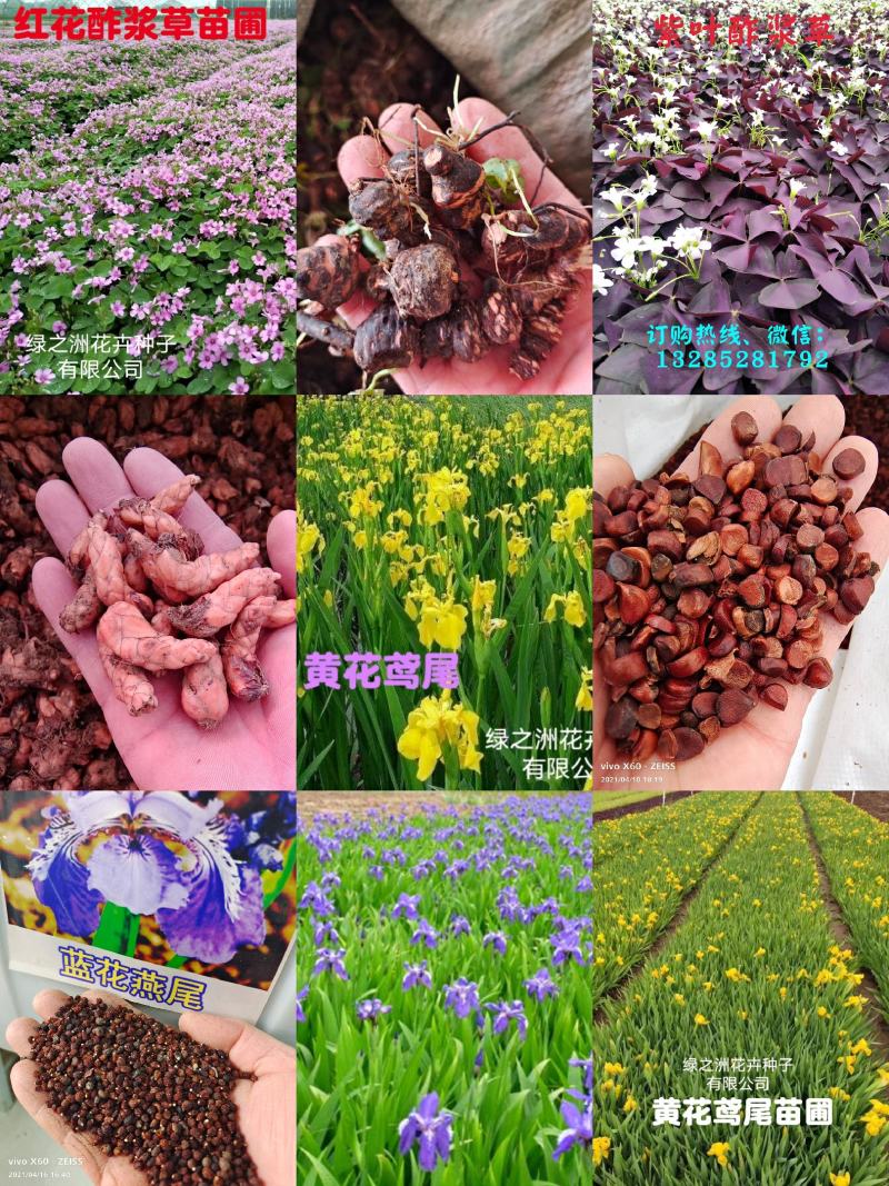 红花酢浆草种球产地直发常年供应国内包邮