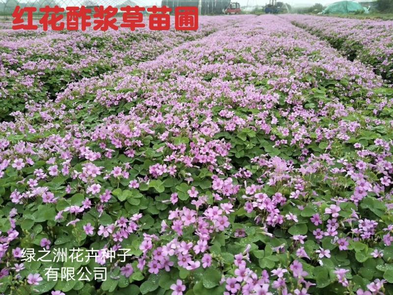 红花酢浆草种球产地直发常年供应国内包邮