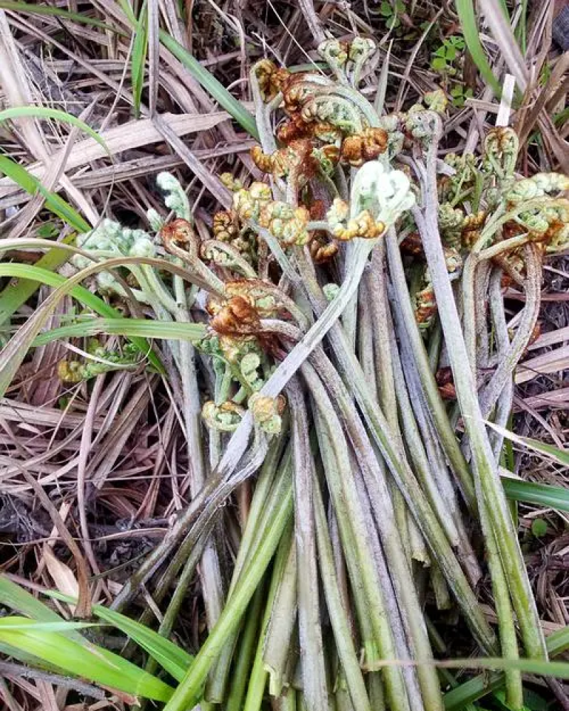 云南野生蕨台蕨菜鲜货上市可大量供应寻找需长期合作的厂家