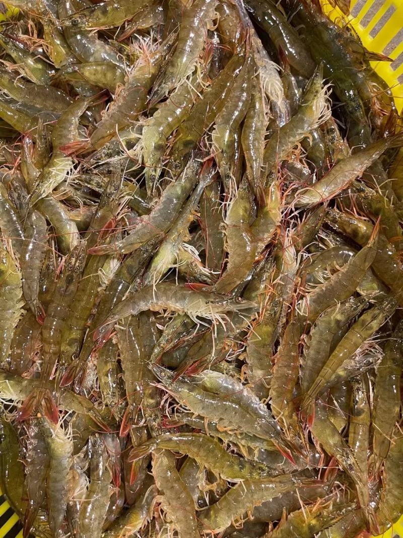 南美白对虾海虾