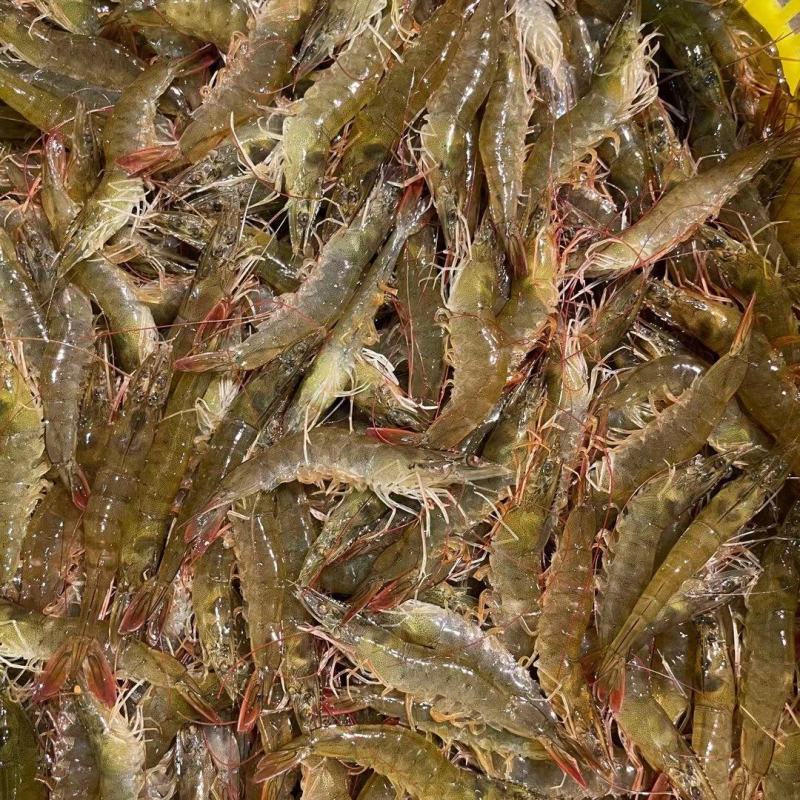 南美白对虾海虾