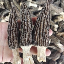 羊肚菌干货批发云南野生菌煲汤料食用菌特产基地鲜烤