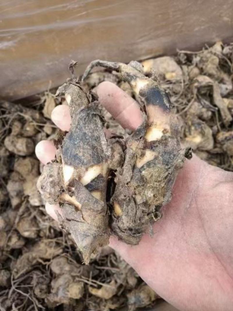美人绿化观赏临洮院甘肃省定西市临洮县美人蕉