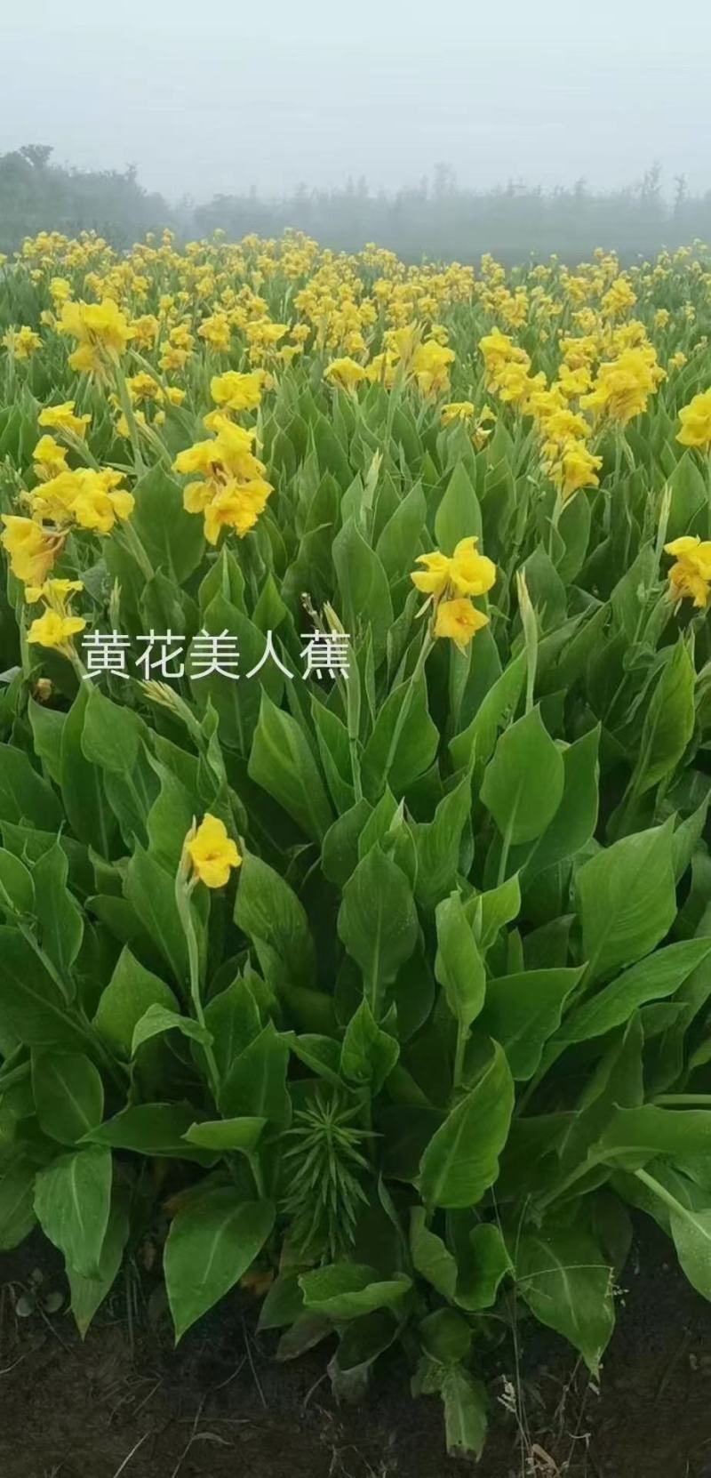 美人绿化观赏临洮院甘肃省定西市临洮县美人蕉