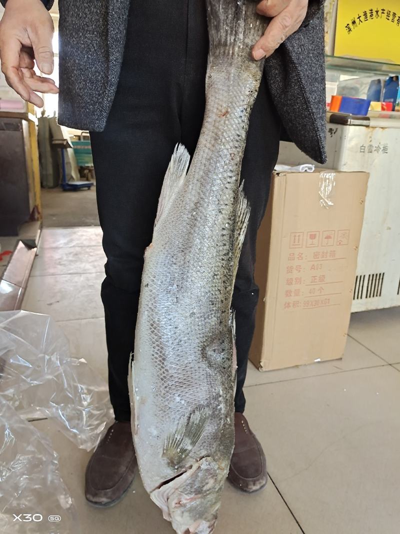 渤海湾咸鲈鱼！腌制咸鱼干！肉质紧突蒸煎炸都好吃！一根主刺