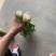 精品西芹