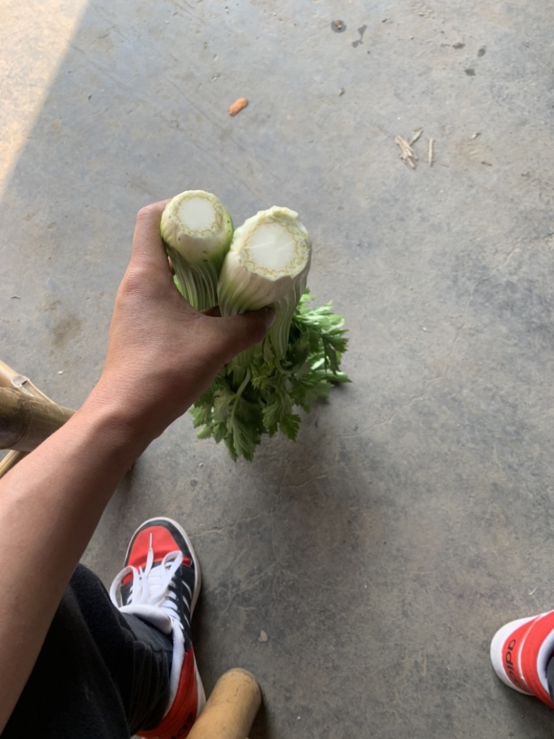 精品西芹