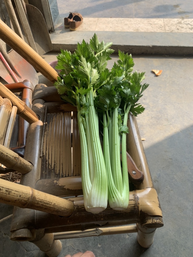 精品西芹