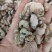 竹黄别名竹花，天竹花，淡竹黄货净足斤足量纯无硫。