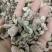 竹黄别名竹花，天竹花，淡竹黄货净足斤足量纯无硫。
