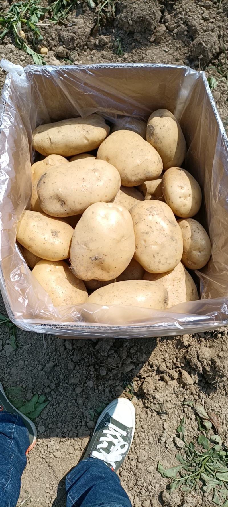 丽薯6号