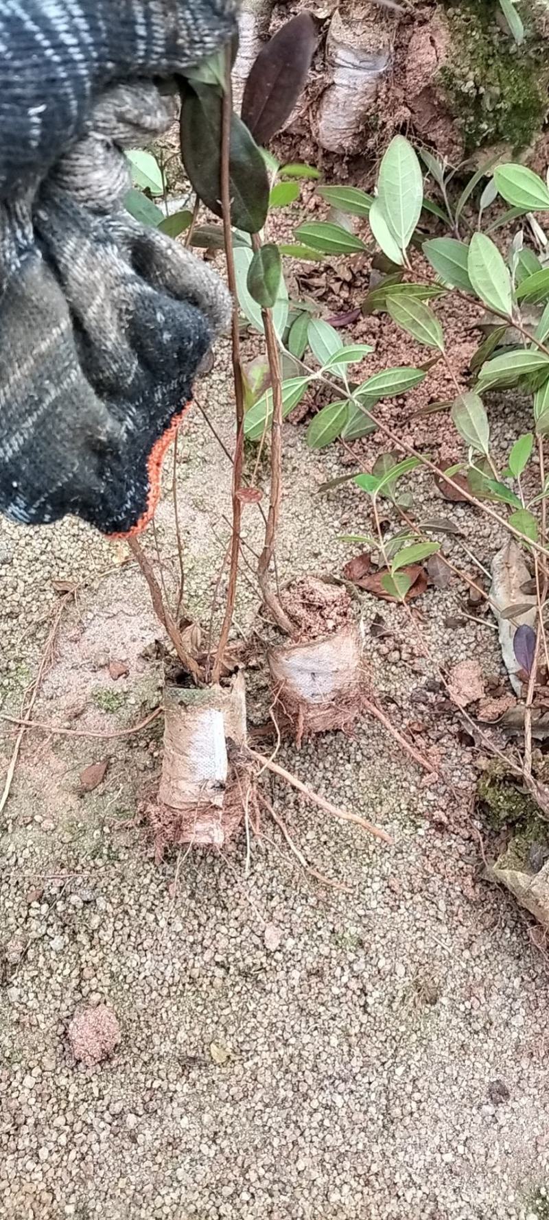 桃金娘种植苗……成熟可以吃也可以泡酒