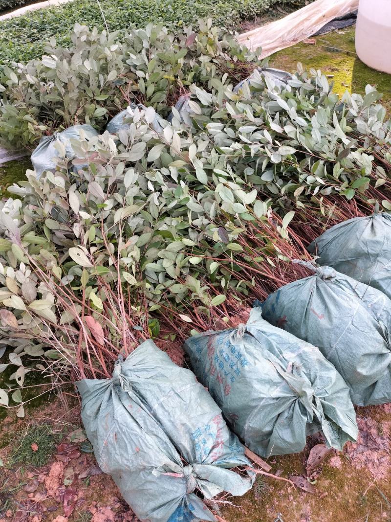 桃金娘种植苗……成熟可以吃也可以泡酒