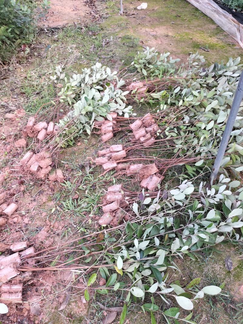 桃金娘种植苗……成熟可以吃也可以泡酒