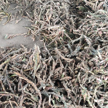 石苍蒲精品个子货