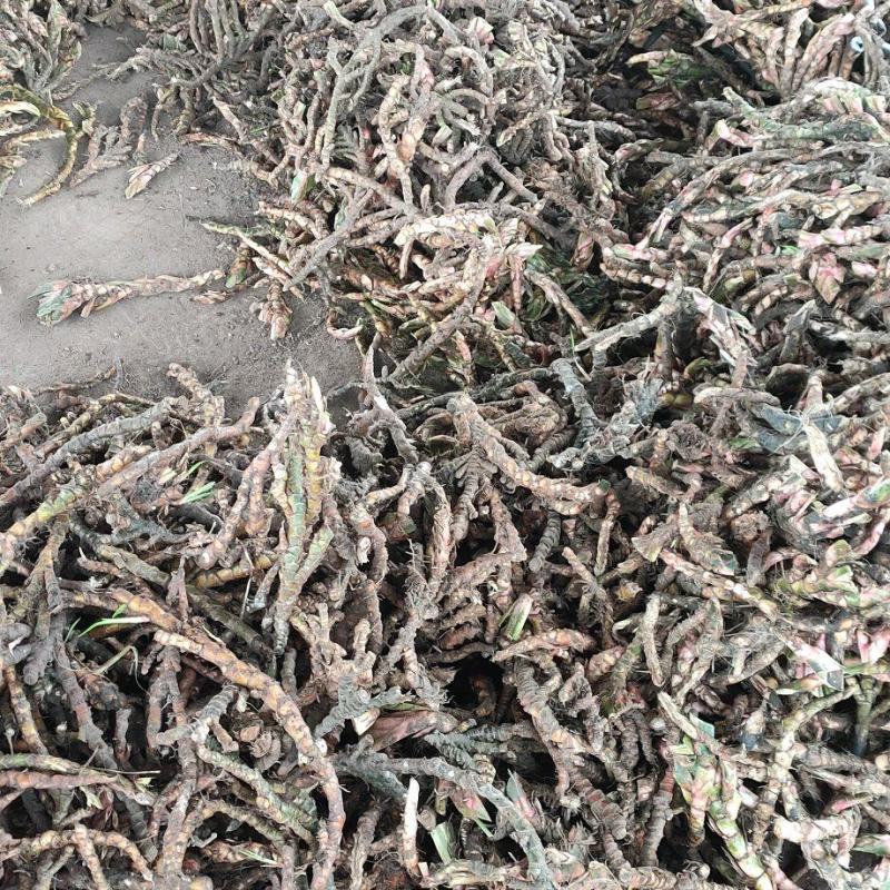 石苍蒲精品个子货