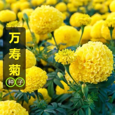 万寿菊花种子千寿菊金菊花新孔雀草花种籽春秋花期长花坛
