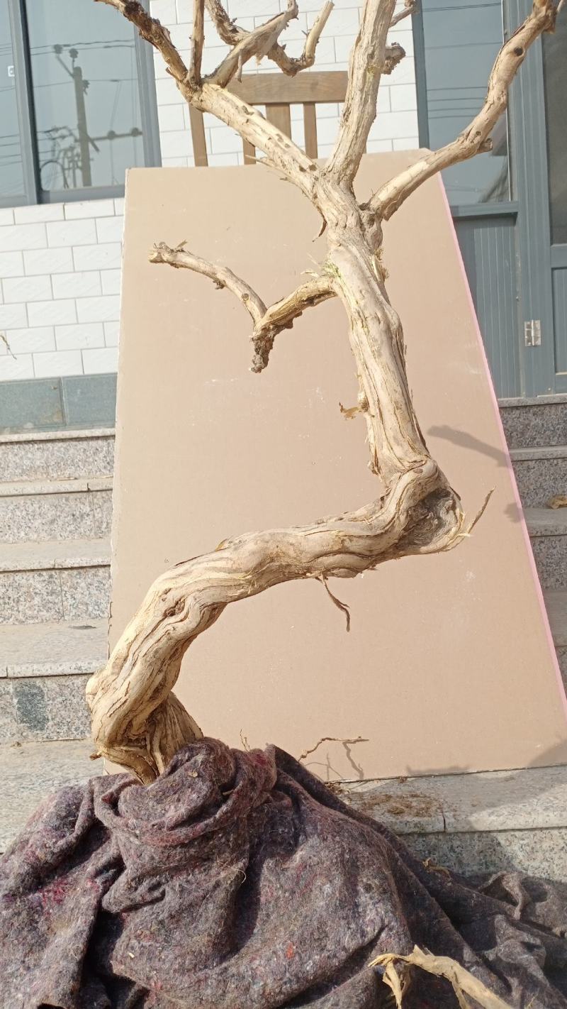 金银花盆景老桩盆栽地栽都可以，适合阳台庭院房前屋后