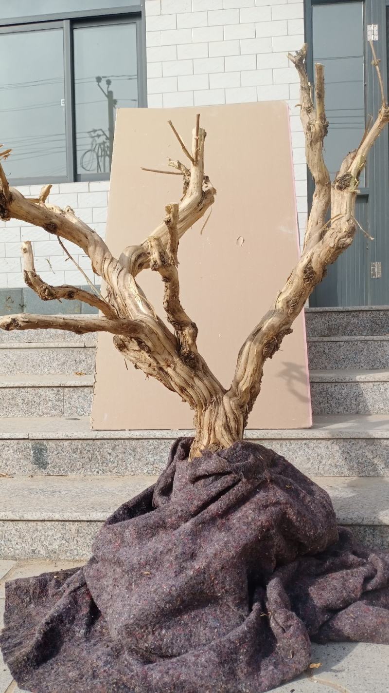 金银花盆景老桩盆栽地栽都可以，适合阳台庭院房前屋后