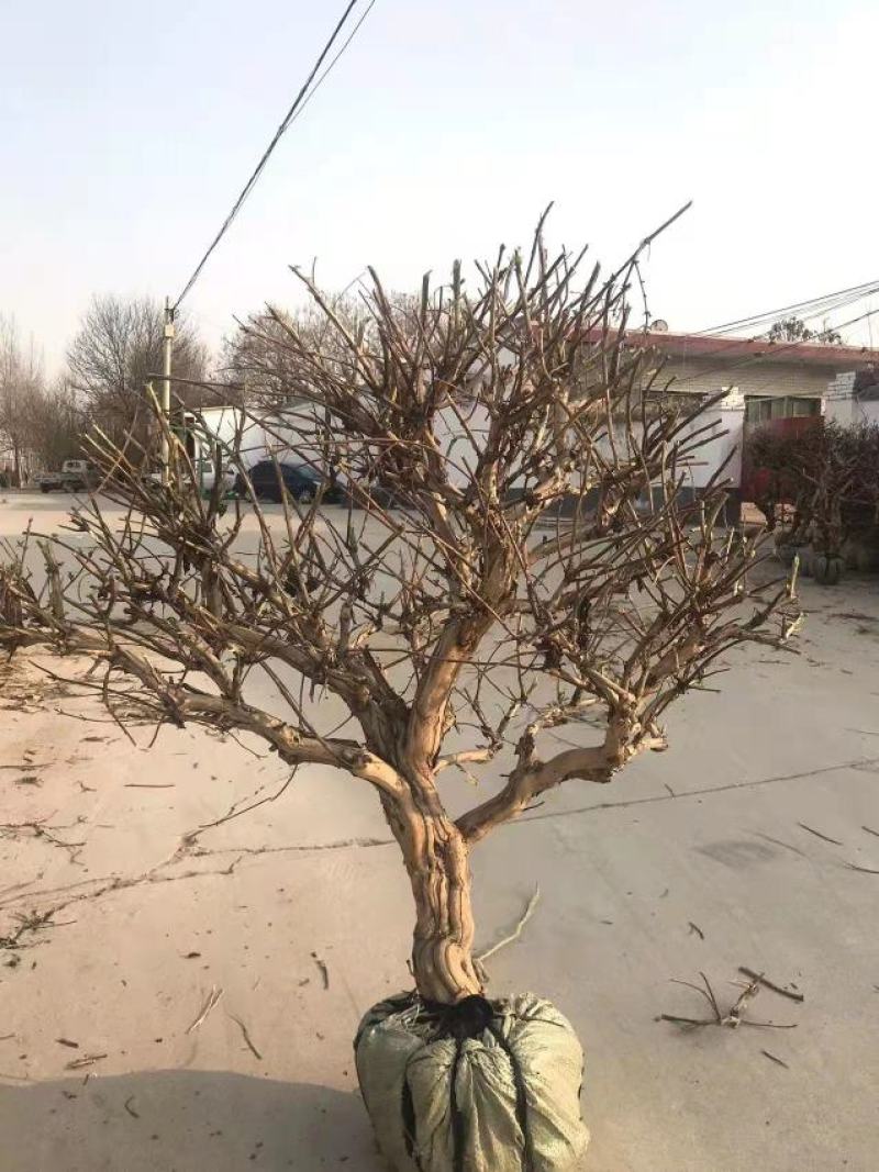 金银花盆景老桩盆栽地栽都可以，适合阳台庭院房前屋后