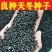 云南优质大天门冬种子天冬种籽天门冬种籽天冬