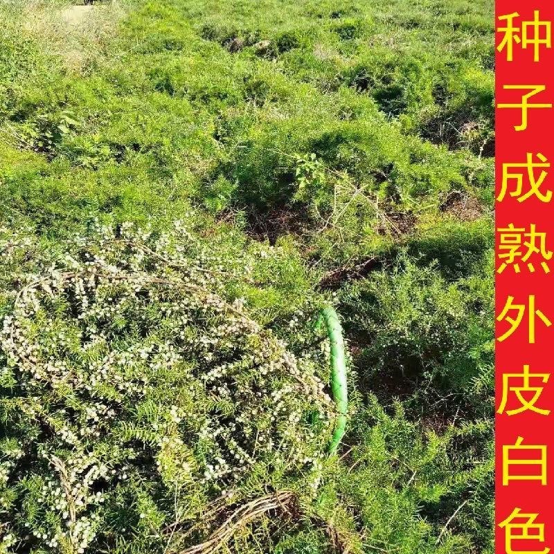 云南优质大天门冬种子天冬种籽天门冬种籽天冬