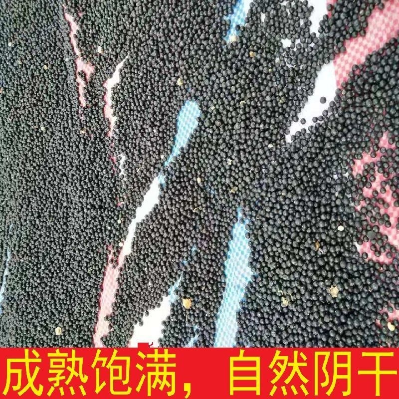 云南优质大天门冬种子天冬种籽天门冬种籽天冬