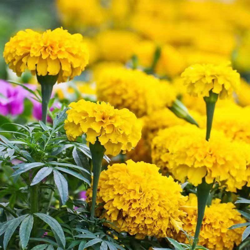 万寿菊花种子千寿菊金菊花新孔雀草花种籽春秋花期长花坛