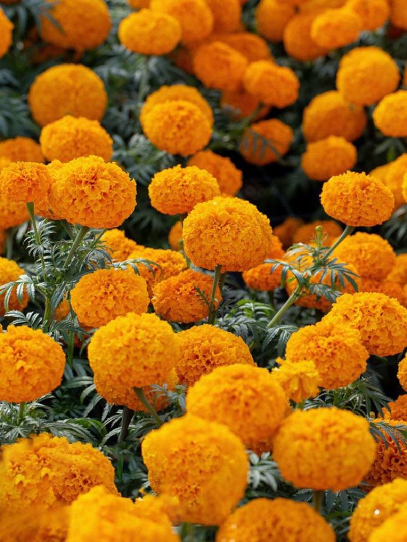 万寿菊花种子千寿菊金菊花新孔雀草花种籽春秋花期长花坛