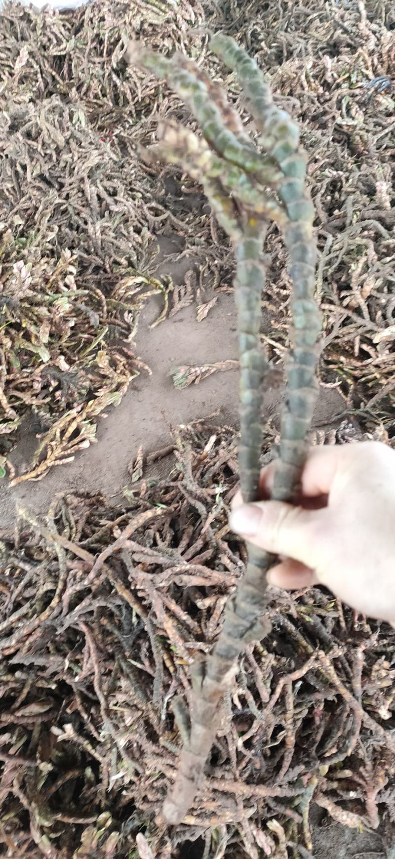 石苍蒲精品个子货