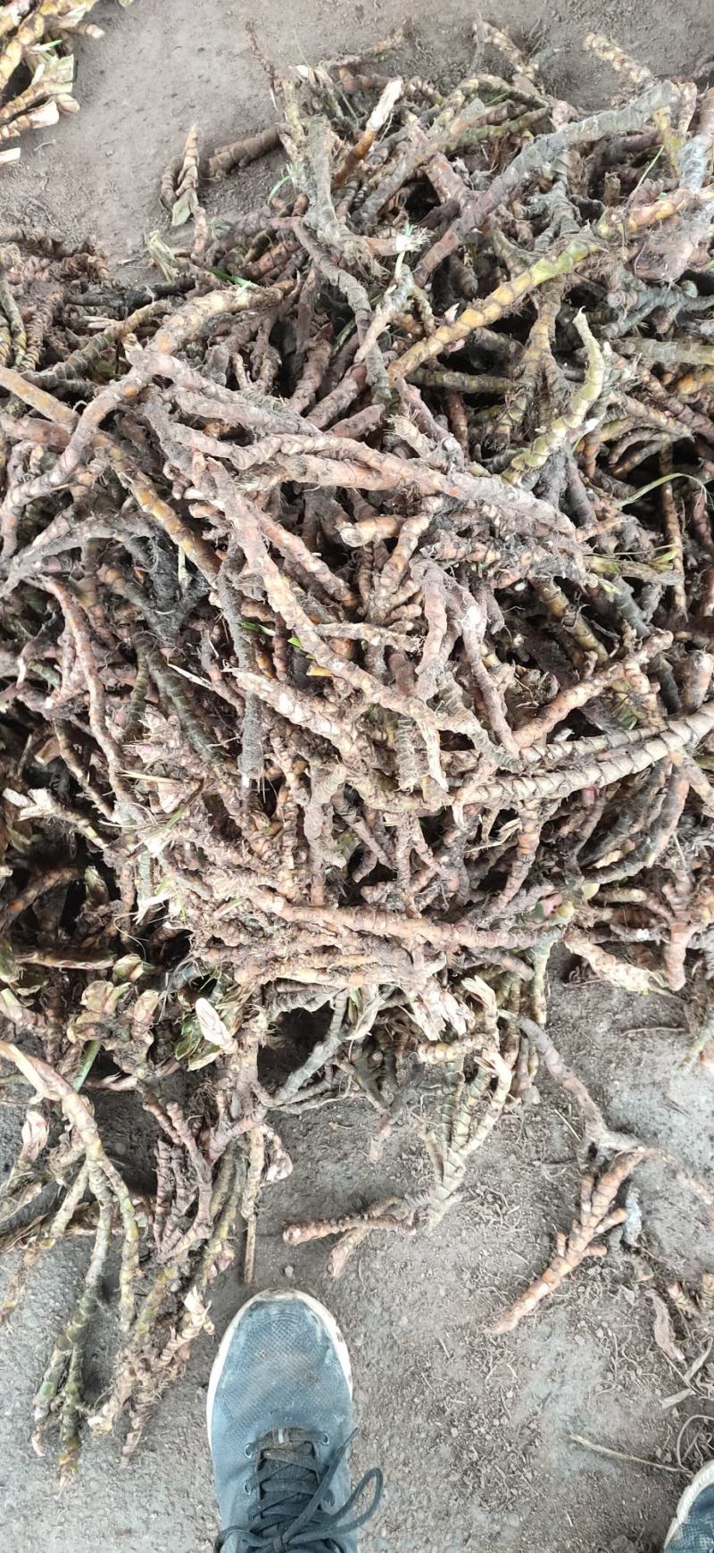 石苍蒲精品个子货