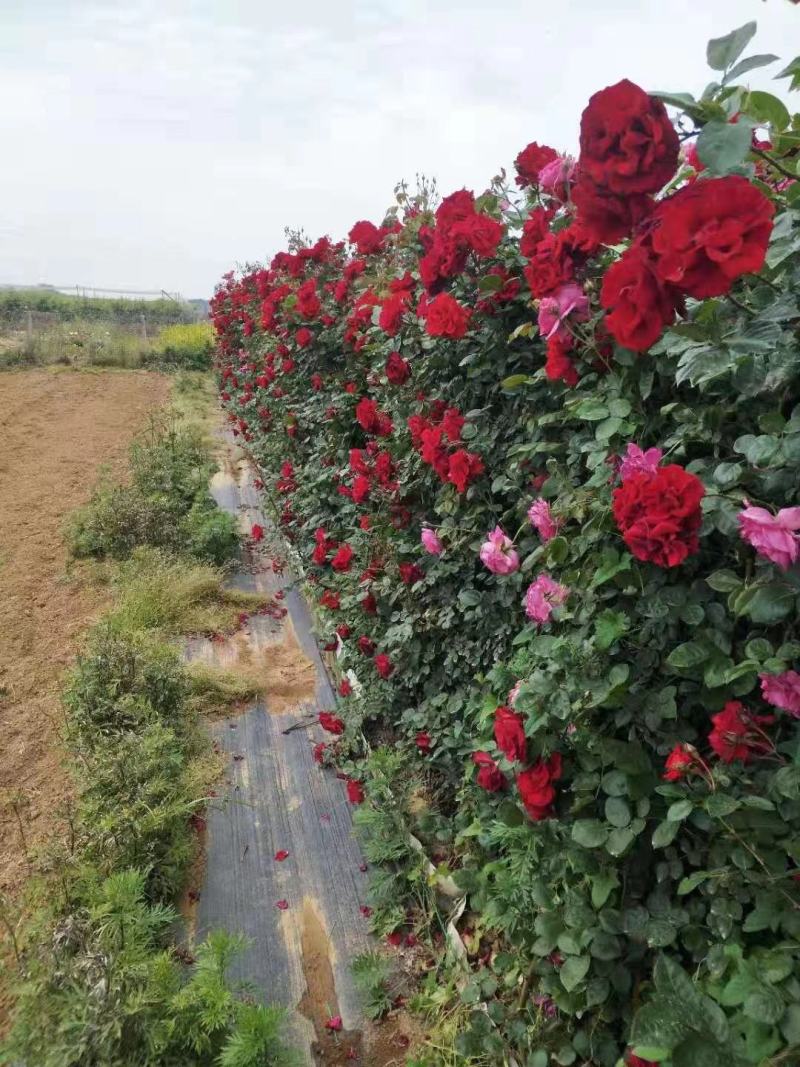 粉色龙沙宝石月季花墙，月季网片，长期供应绿化工程