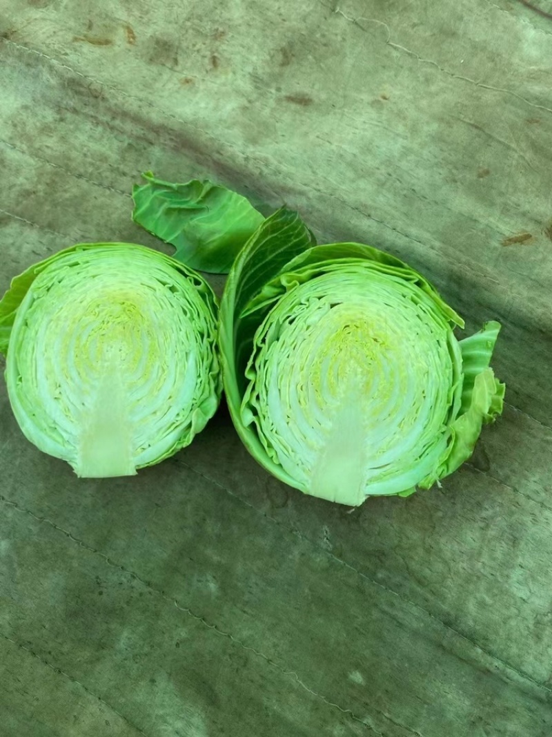 圆包菜湖北精品甘蓝斯特丹，产地直发，保质保量