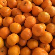 蜜橘191柑桔椪柑1280皮薄汁多7673酸甜可口