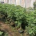 无花果苗树苗波姬红水果苗木可盆栽地栽南北方种植当年结果