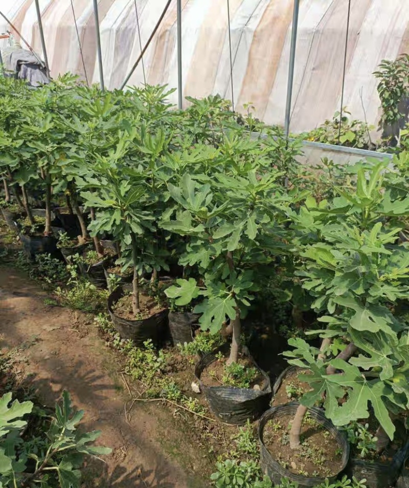 无花果苗树苗波姬红水果苗木可盆栽地栽南北方种植当年结果