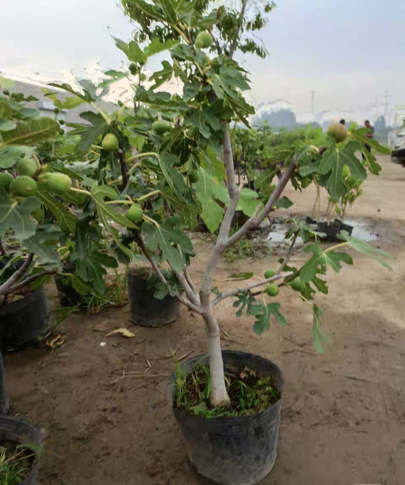 无花果苗树苗波姬红水果苗木可盆栽地栽南北方种植当年结果