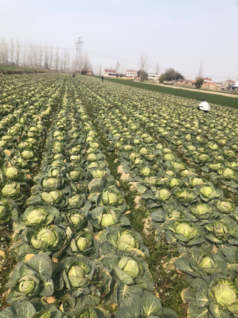 圆包菜湖北精品甘蓝斯特丹，产地直发，保质保量