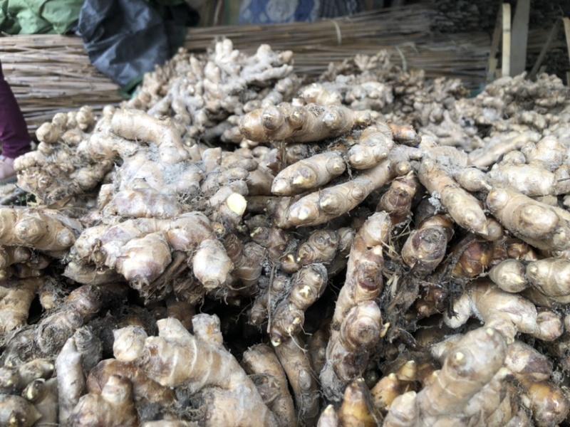 小黄姜，色泽鲜黄，脆嫩，辛辣小黄姜，还剩一点