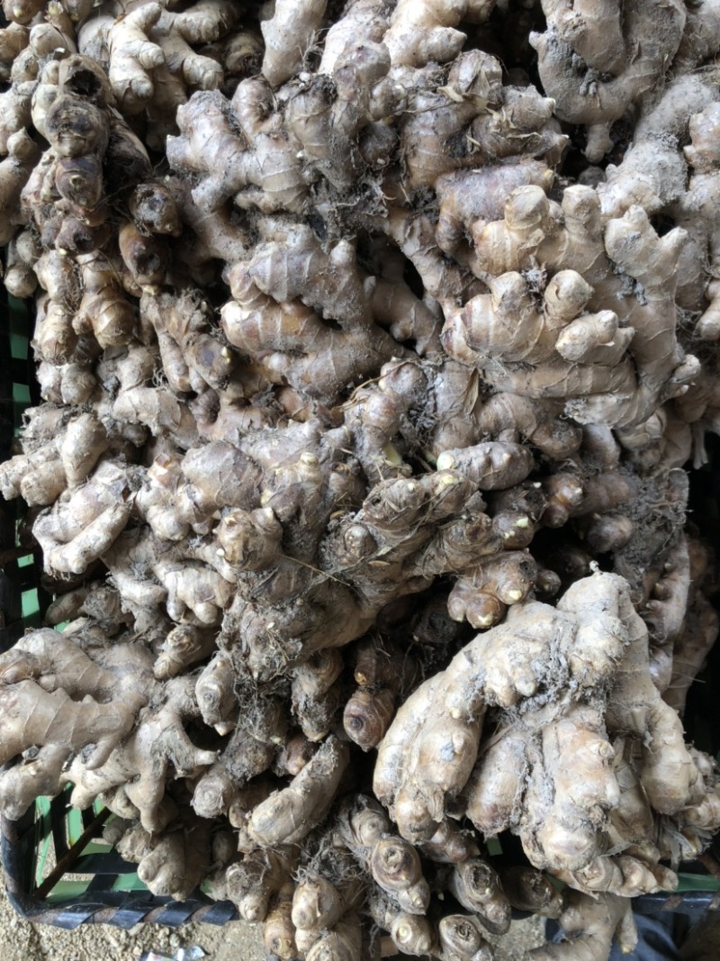 小黄姜，色泽鲜黄，脆嫩，辛辣小黄姜，还剩一点
