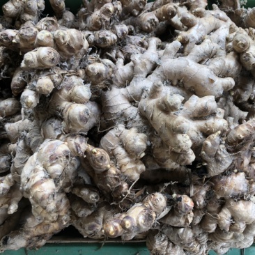 小黄姜,色泽鲜黄,脆嫩,辛辣小黄姜,还剩一点