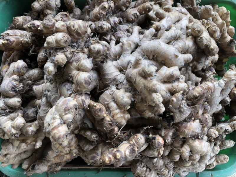 小黄姜，色泽鲜黄，脆嫩，辛辣小黄姜，还剩一点