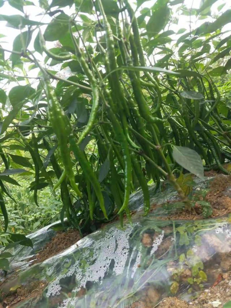 广西钦州辣椒