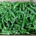 广西钦州辣椒