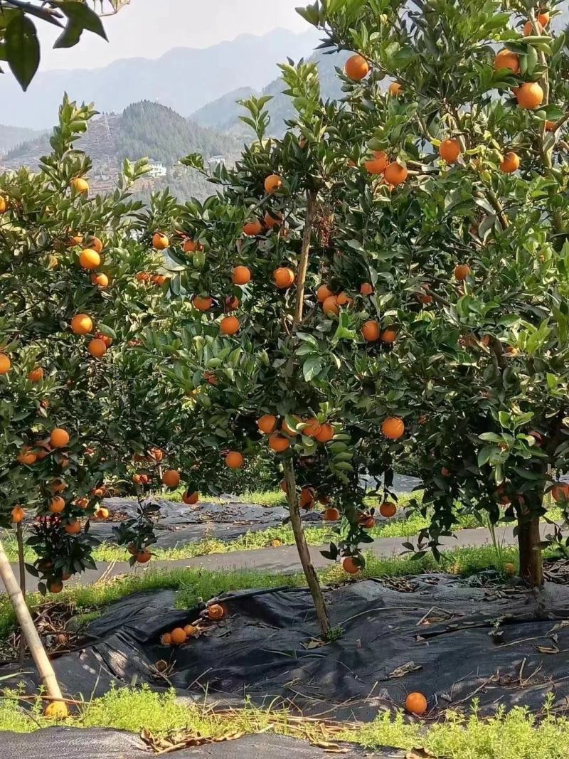巴东县脐橙橙子伦晚
