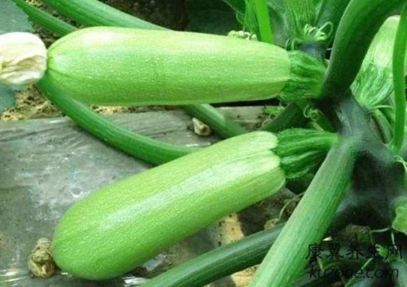 青绿耐寒越冬寒玉西葫芦种子适合越冬栽培