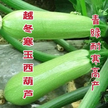 青绿耐寒越冬寒玉西葫芦种子适合越冬栽培