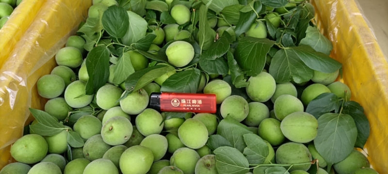 广州从化流溪河青梅，大肉梅，油梅，次果一手货源